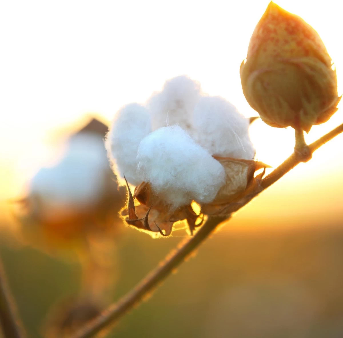 Air Wick Freshmatic Automatische Spray Luchtverfrisser - Pure Zachtheid Van Katoen Navulling - 3 Stuks - Voordeelverpakking 7 Air Wick Freshmatic Automatische Spray Luchtverfrisser - Pure Zachtheid Van Katoen Navulling - 3 Stuks - Voordeelverpakking - Afbeelding 5