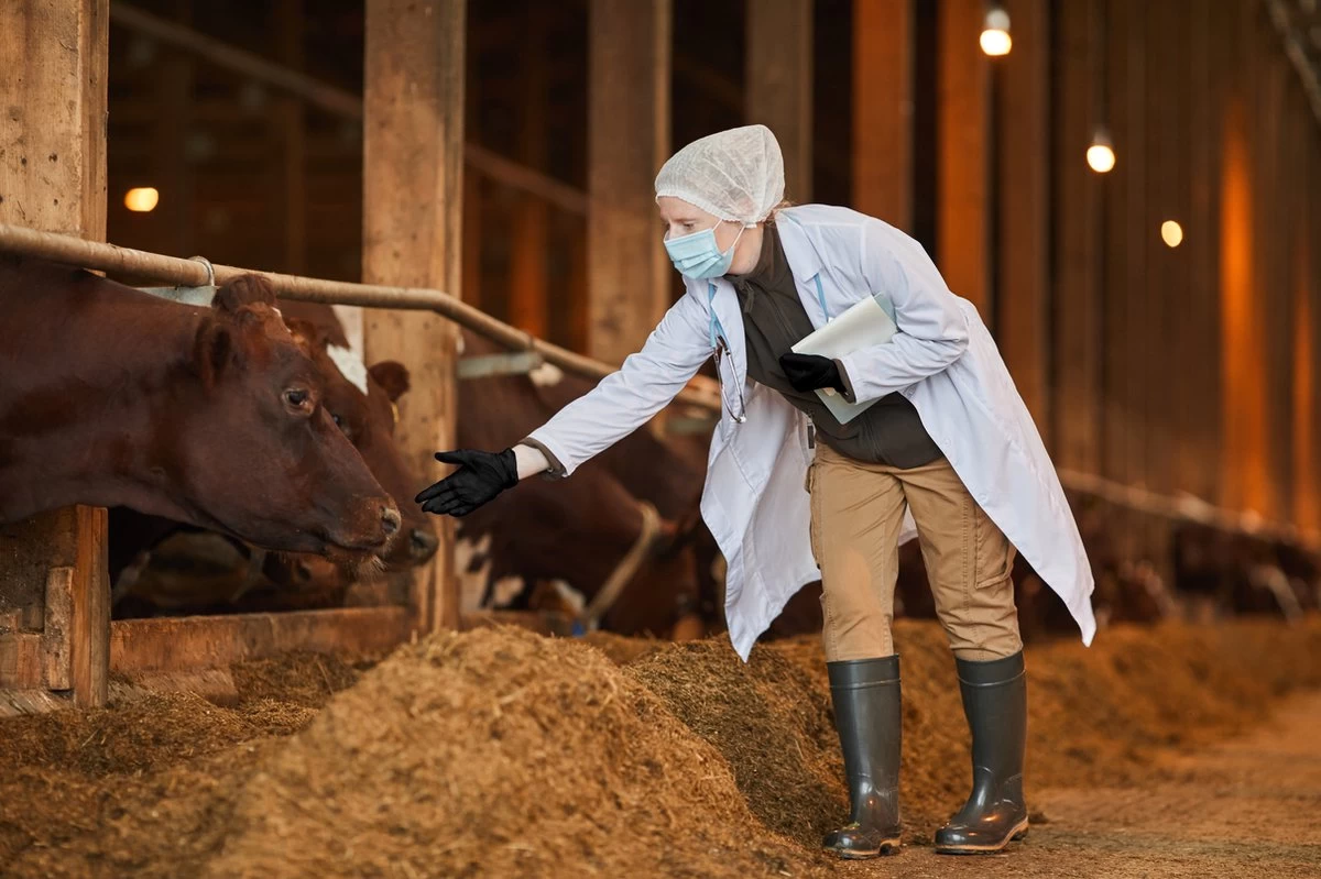 ANSELL MICROFLEX® 93-732 - Nitril Wegwerp Handschoenen, Latexvrij, Poedervrij, S, Zwart, 100 Stuks (0.7-0.11mm) 6 ANSELL MICROFLEX® 93-732 - Nitril Wegwerp Handschoenen, Latexvrij, Poedervrij, S, Zwart, 100 Stuks (0.7-0.11mm) - Afbeelding 4